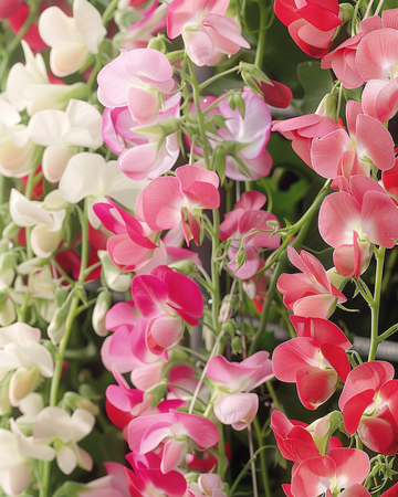 Semillas de guisante de olor Mixed (Lathyrus latifolius) – flor perenne