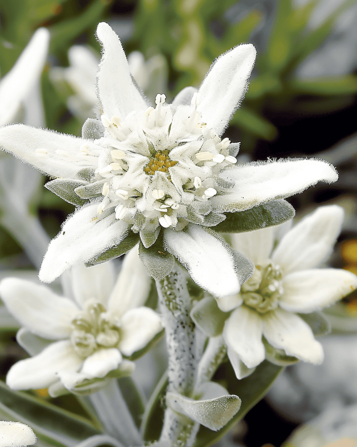 Edelweiss frø (Leontopodium alpinum) – flerårig blomst