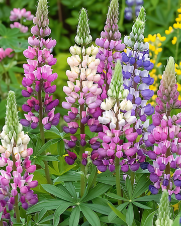 Semillas de lupino Russell Hybrids Mixed (Lupinus polyphyllus) – flor perenne