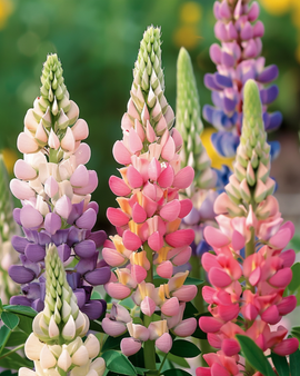 Żrieragħ tal-Lupine Minarette Lupinus Polyphyllus Taħlita Perenni