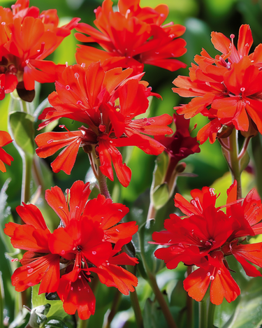 Graines de Croix-de-Malte Scarlet Blooms (Lychnis chalcedonica) – fleur vivace