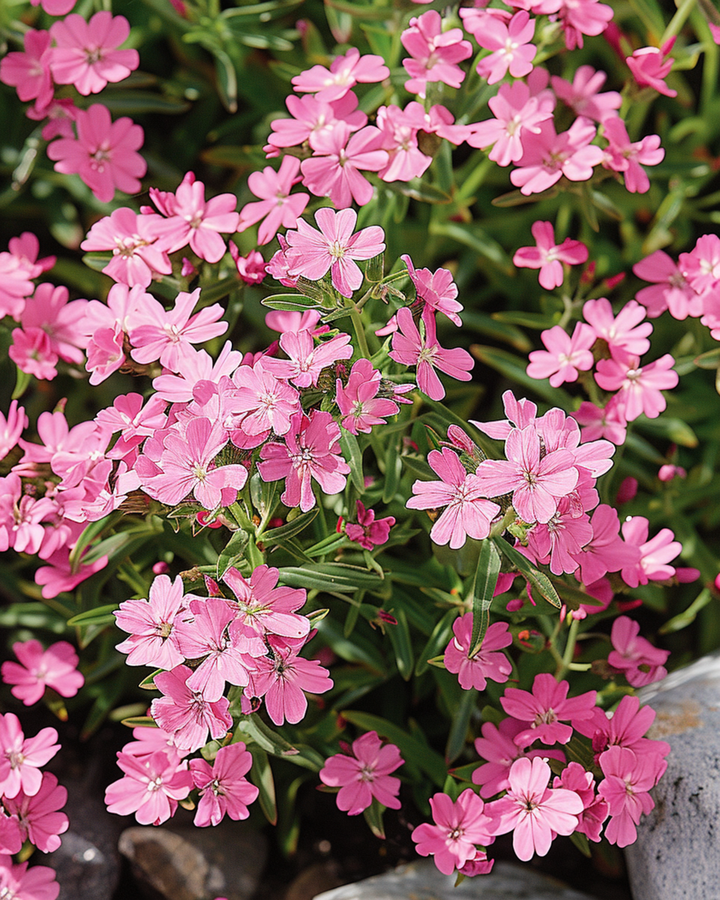 Graines de Saponaire des rochers (Saponaria ocymoides) – vivace