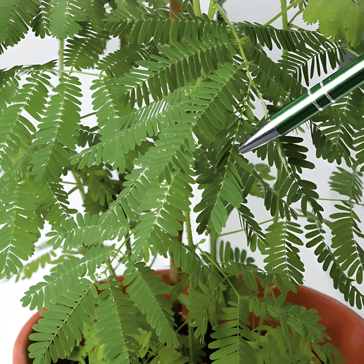 Mimosensamen (Mimosa pudica) – mehrjährige Blume