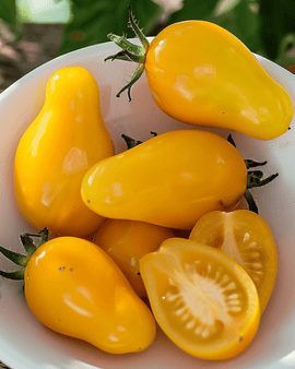 Kirschtomatensamen Yellow Pear Solanum Lycopersicum einjährige Sorte
