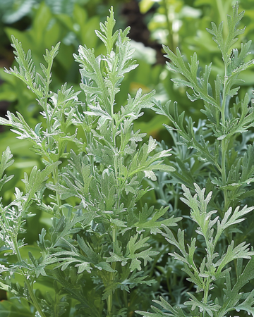 Graines d'Artemisia Absinthium – Grande absinthe (Artemisia absinthium) – graines de plante vivace aromatique