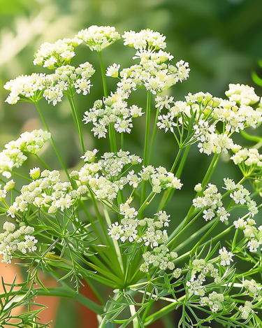 Anis til madlavning frø (Pimpinella anisum) – ettårig urt
