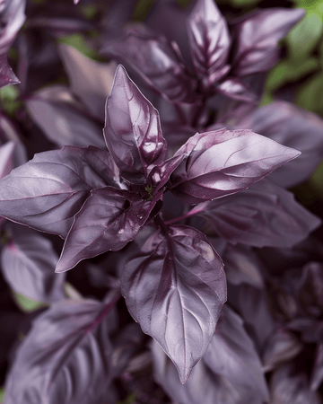 Sweet Basil Dark Opal frø (Ocimum basilicum) – etårig urt