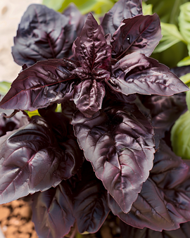 Żrieragħ tal-Ħabaq Ħelu Red Lizzy Ocimum Basilicum Ħxejjex Annwali