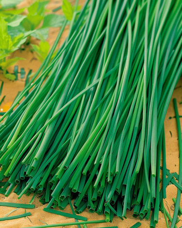 Chives Prager frön (Allium schoenoprasum) – flerårig ört