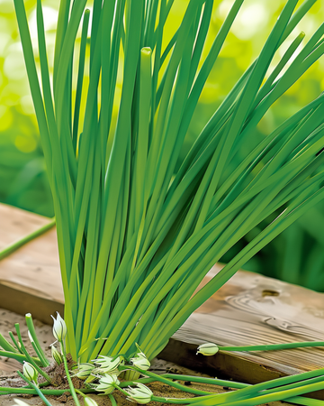 Hvidløgsgressløg hvid frø (Allium tuberosum) – flerårig urt