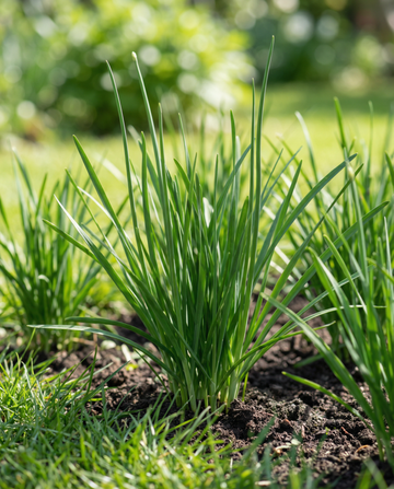 Hvidløgsgressløg hvid (Allium tuberosum) – flerårige urtefrø fra SeedsChoice