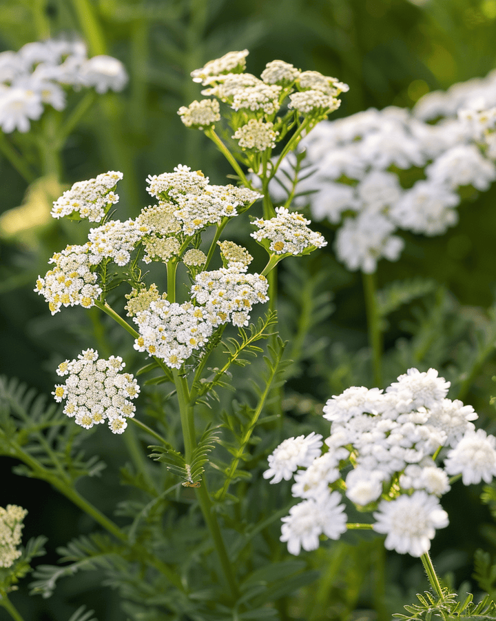 Røllikefrø (Achillea millefolium) – flerårig urt