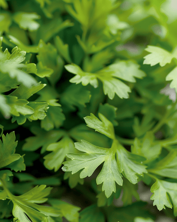 Kørvel Culinary frø (Anthriscus cerefolium) – etårig urt