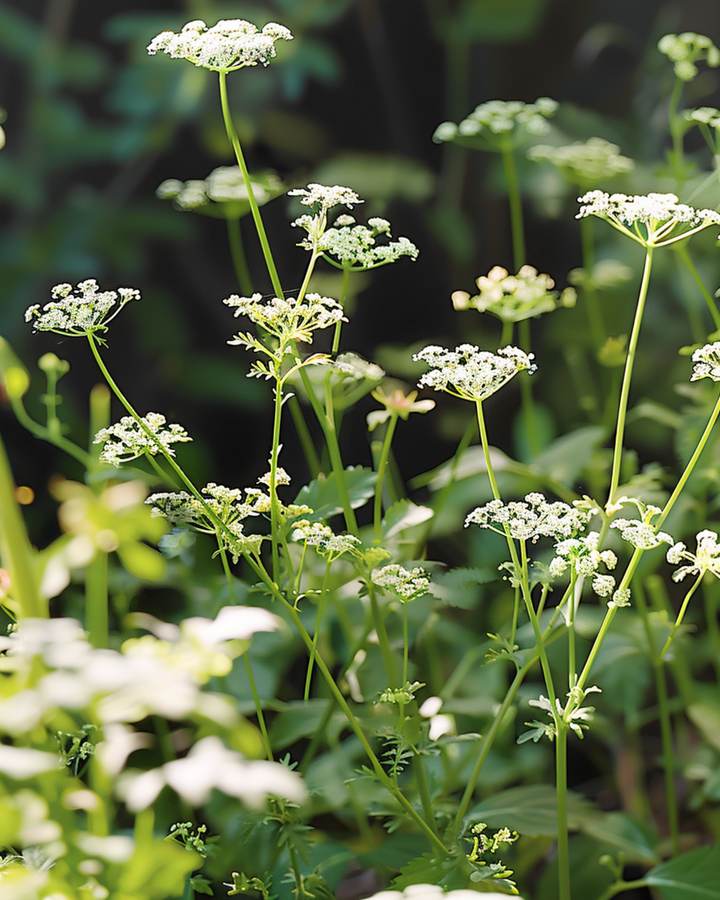 Cumin seeds (Cuminum cyminum) – annual herb