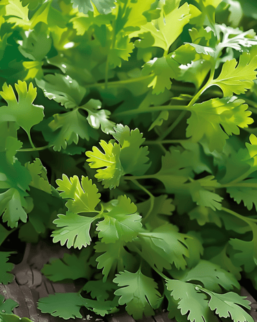 Koriander Slow Bolting Fine Leaf Samen (Coriandrum sativum) – einjähriges Kraut