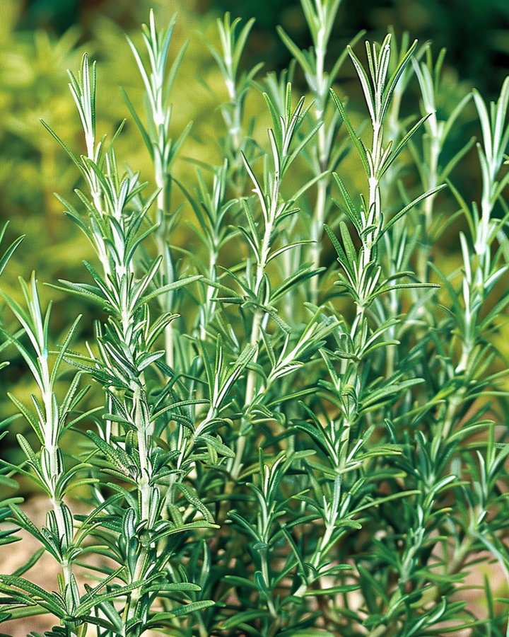 Nasiona rozmarynu zwyczajnego (Rosmarinus officinalis) – bylina ziołowa