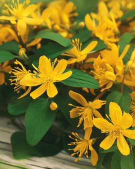 St. John's Wort Seeds Hypericum Perforatum Perennial Herb