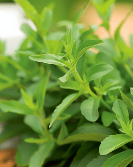 Sugarleaf Seeds Stevia Rebaudiana Perennial Herb