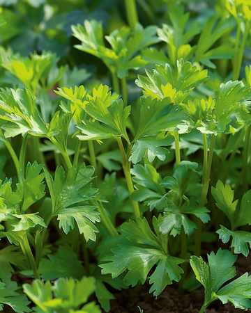 Graines de cerfeuil d'hiver Vertissimo (Anthriscus cerefolium) – légume annuel