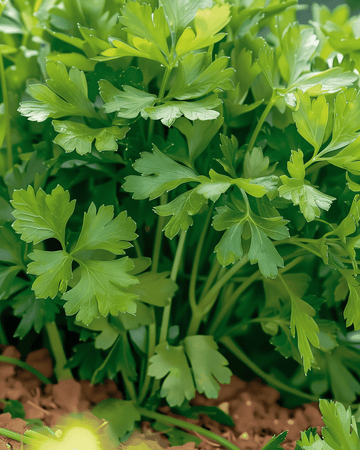 Nasiona pietruszki Amsterdamse Snij (Petroselinum crispum) – jednoroczne zioło
