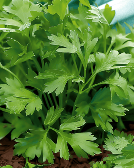 Italian Giant Parsley Seeds Petroselinum Crispum Annual Herb
