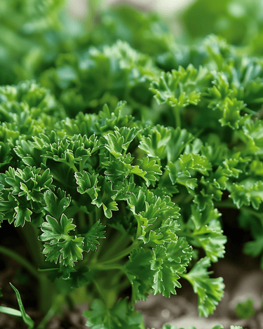 Curly Parsley Moss Curled seeds (Petroselinum crispum) – biennial