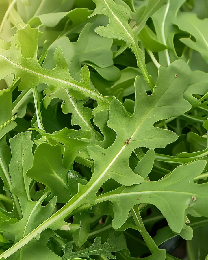 Graines de roquette sauvage feuille verte (Diplotaxis tenuifolia) – légume vivace