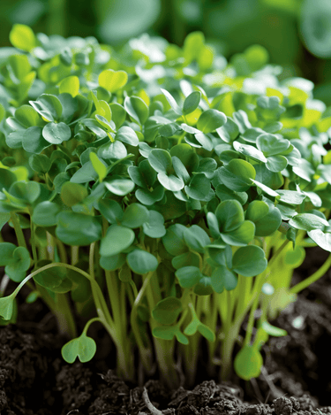 Żerriegħa tal-ġarġir tal-weraq wiesa' (Lepidium sativum) – ħaxixa annwali