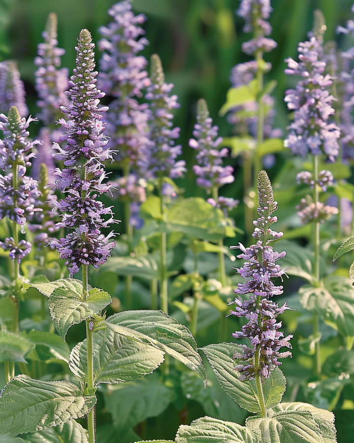 Frø til mexicansk isop (Agastache foeniculum) – enårig blomst