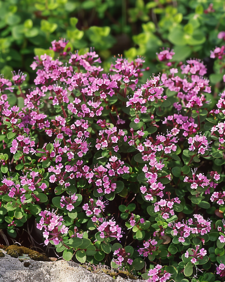 Żrieragħ tat-Timo Selvaġġ (Thymus serpyllum) – perenni