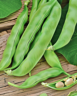 Stokbonenzaden Mechelse Tros Phaseolus Vulgaris eenjarig 25g