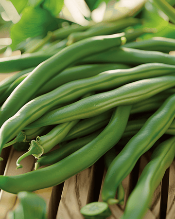 Bush Beans Ferrari 20g seeds (Phaseolus vulgaris) – annual vegetable