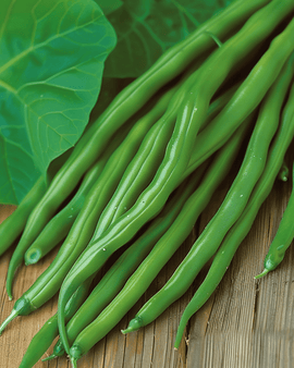 Dwarf Beans Seeds Miracle Phaseolus Vulgaris Annual Variety