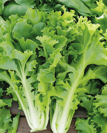 Endive Batavian Green Samen (Cichorium endivia) – einjähriges Gemüse