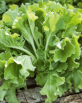 Endiviefrø Cichorium endivia ettårig sort Avantgarde