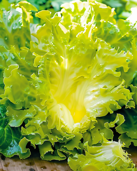 Semi di indivia riccia De Meaux Cichorium Endivia annuale tipo Frisee