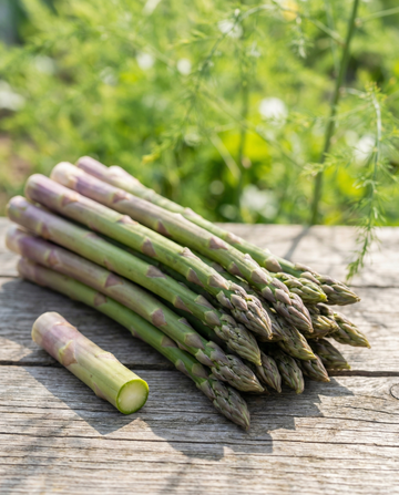 Albenga F1 (Asparagus officinalis) – nasiona byliny od SeedsChoice