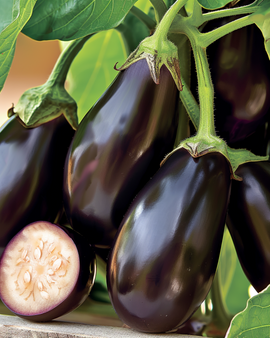 Mini Eggplant Seeds Patio Baby F1 Solanum Melongena Annual