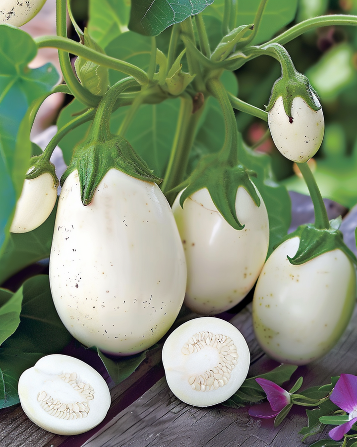 Eggplant White Egg seeds (Solanum melongena) – annual vegetable