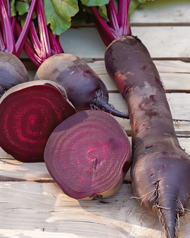 Beetroot Cylindra Seeds Beta Vulgaris Annual Variety