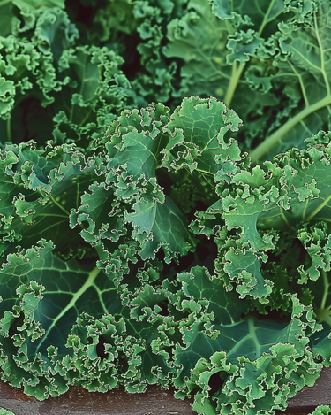 Grünkohl Westlandse Herfst Late Samen (Brassica oleracea) – einjähriges Gemüse