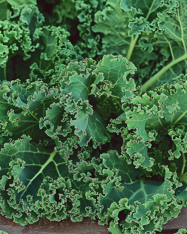 Grönkål Westlandse Herfst Late frön (Brassica oleracea) – ettårig grönsak