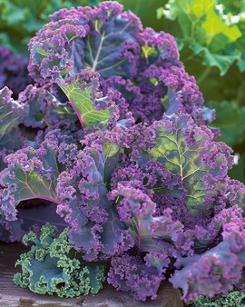 Curly Kale Seeds Scarlet Brassica Oleracea Annual Purple Variety