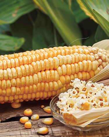 Semi di popcorn Plomyk (Zea mays) – annuale
