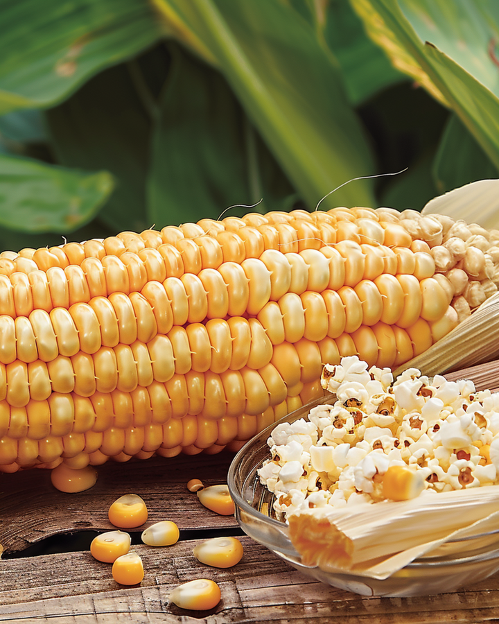 Semillas de maíz palomero Plomyk (Zea mays) – anual