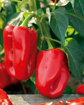 Semi di peperone dolce Reina F1 Capsicum Annuum varietà annuale