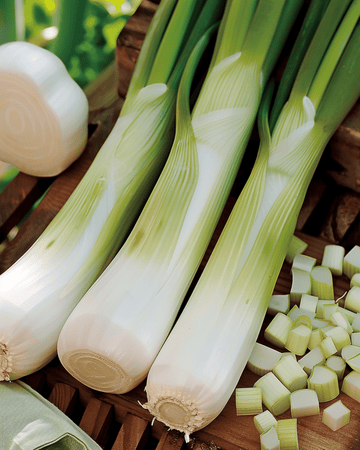 Porree Zwitserse Reuzen Samen (Allium porrum) – einjähriges Gemüse