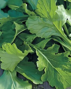 Namenia Greens frø Brassica Rapa etårig grønsagsvariant