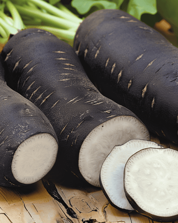 Graines de radis d'hiver Noir Long Poids Dhorloge (Raphanus sativus) – légume annuel