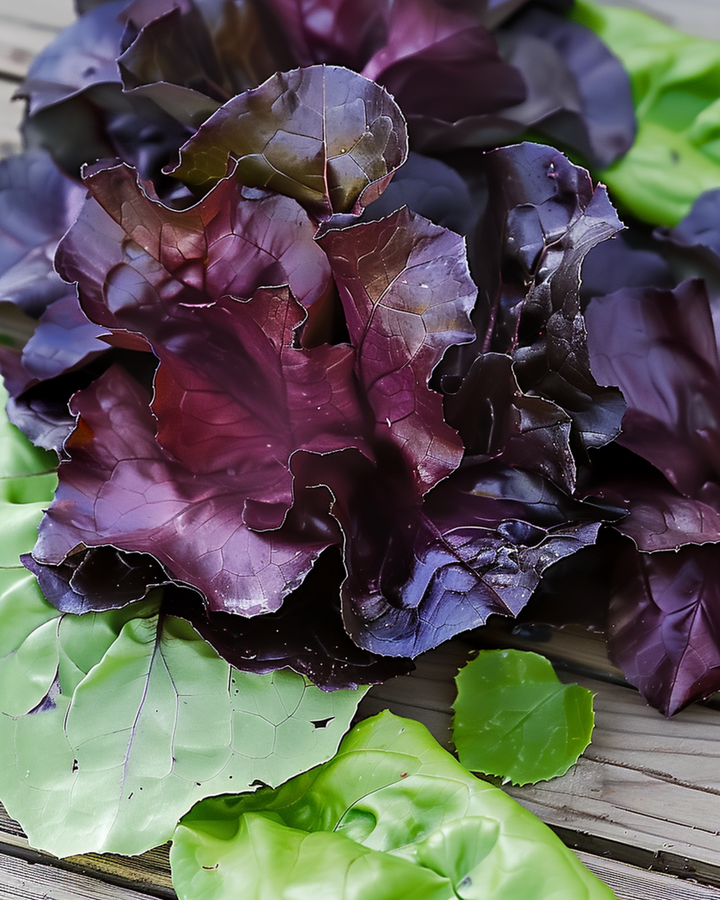 Cos salat Moonred frø (Lactuca sativa) – enårig grøntsag